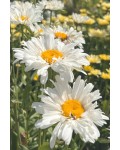 Ромашка чудова(махрова) ‘Крейзі Дейзі’|Leucanthemum superbum ‘Crazy Daisy’|Ромашка Махровая ‘Крейзи Дейзи’
